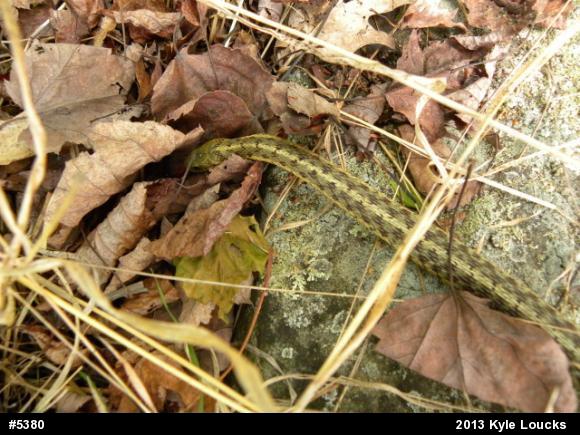 Eastern Gartersnake