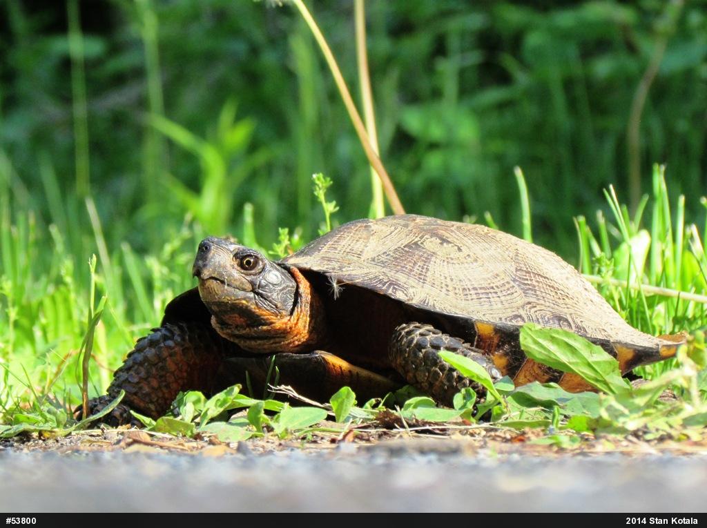 Wood Turtle