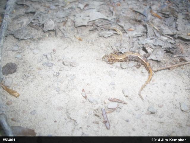 Allegheny Mountain Dusky Salamander
