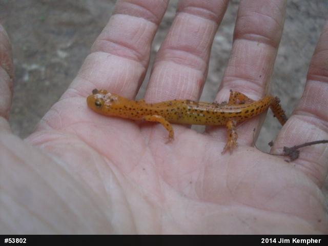 Eastern Long-tailed Salamander
