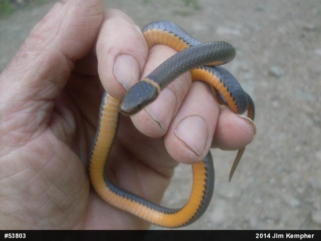 Northern Ring-necked Snake