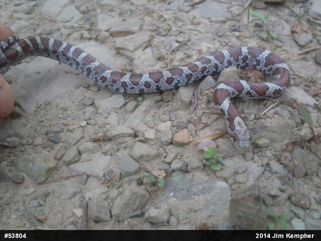 Eastern Milksnake