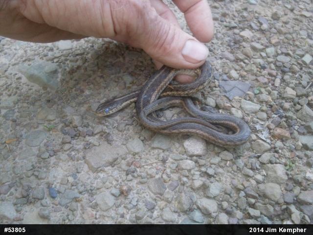 Eastern Gartersnake