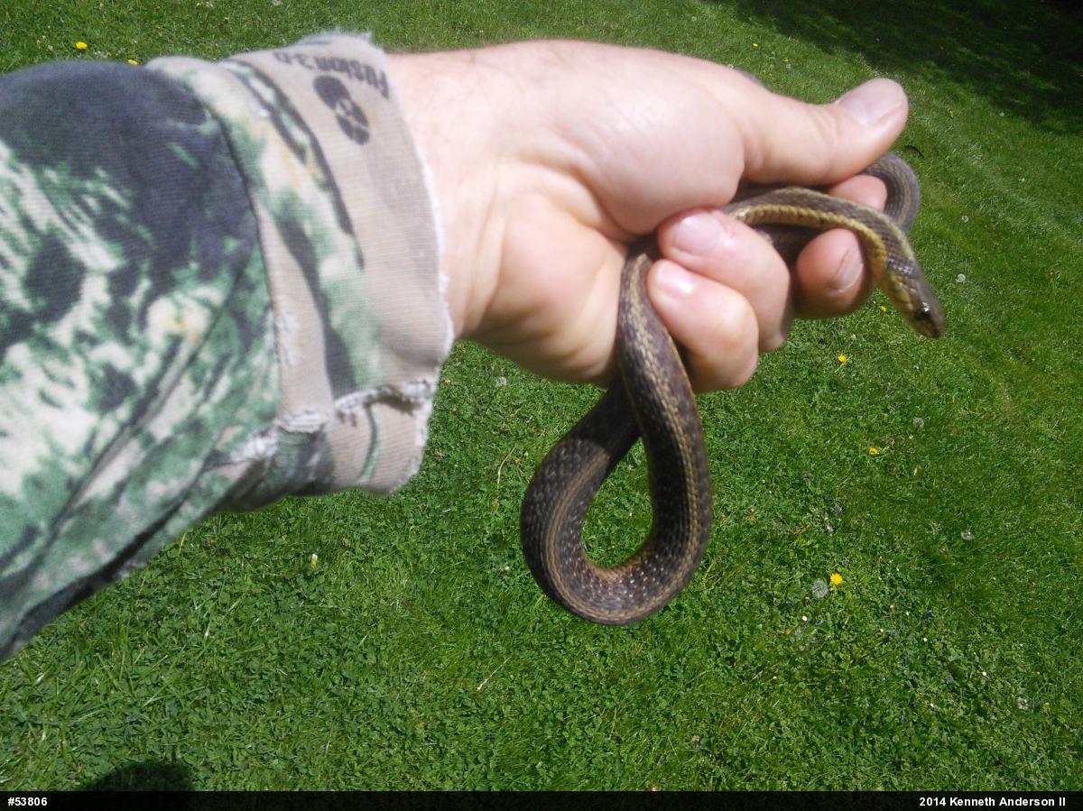 Eastern Gartersnake