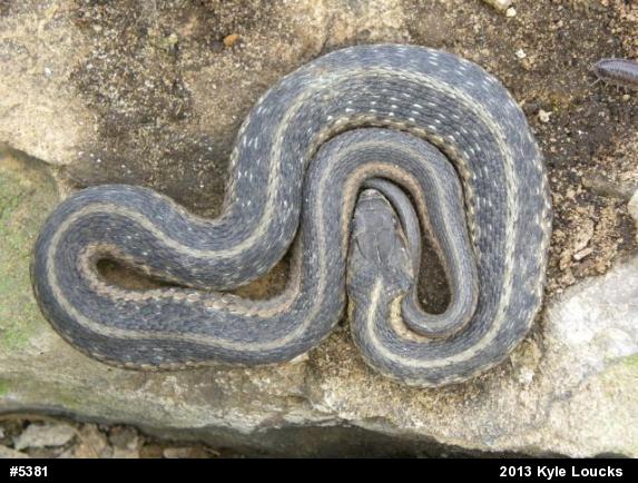 Eastern Gartersnake