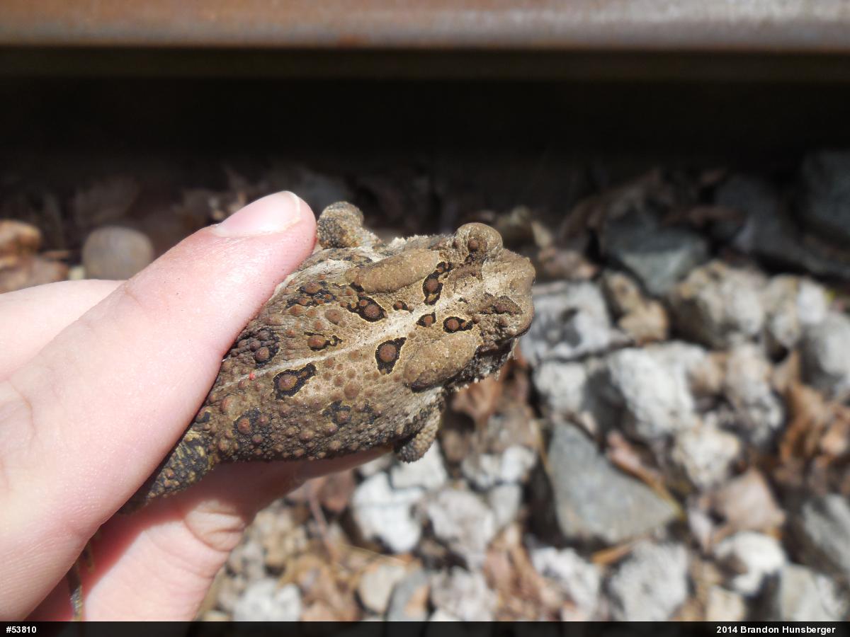 Eastern American Toad