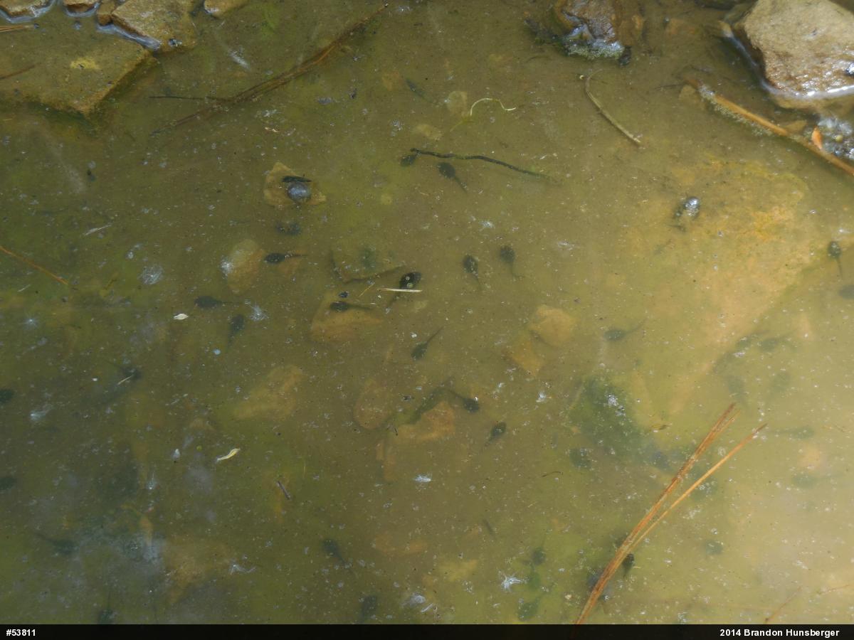 Eastern American Toad