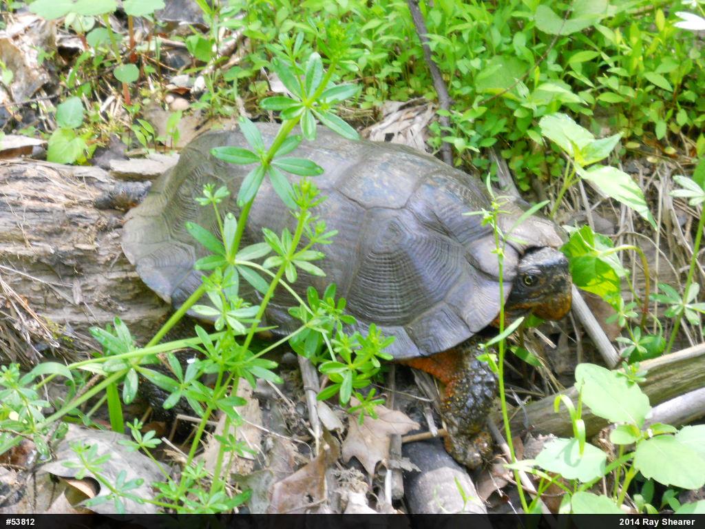 Wood Turtle