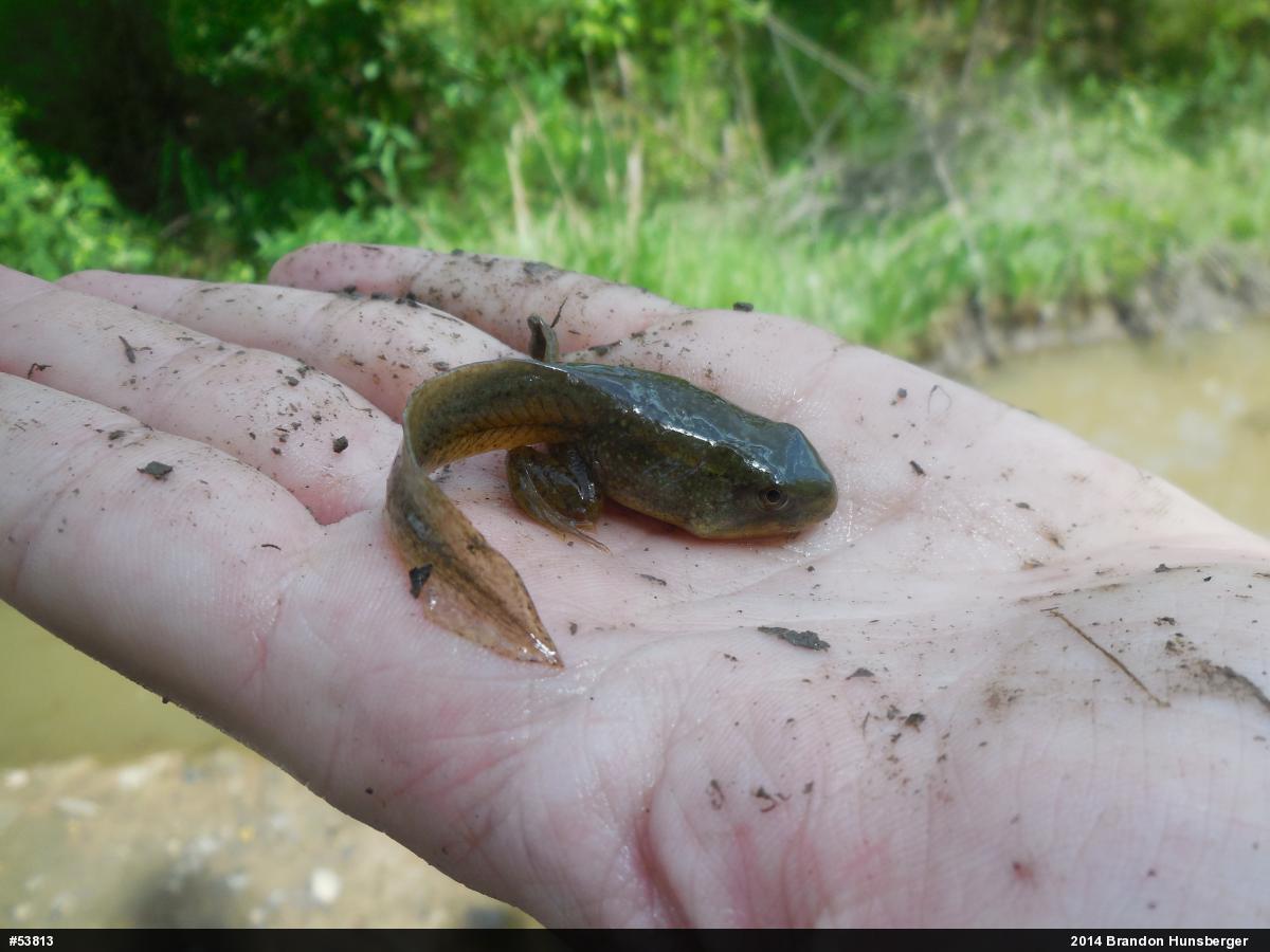 American Bullfrog