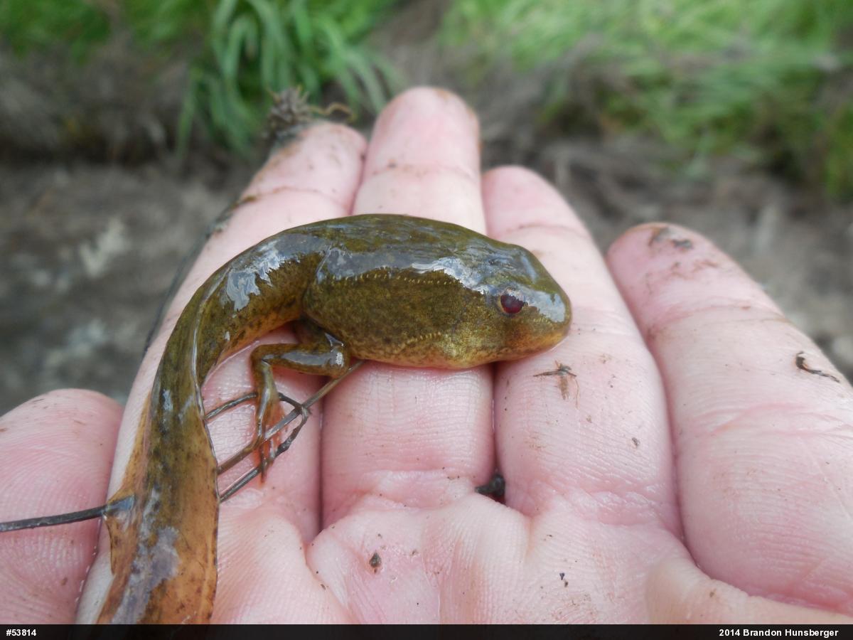 Green Frog