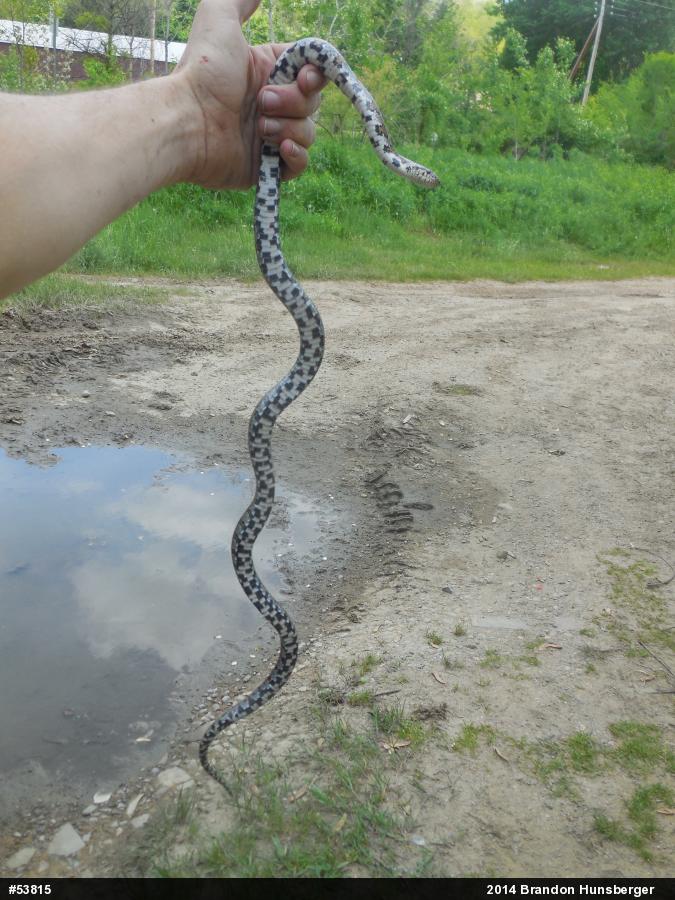 Eastern Milksnake