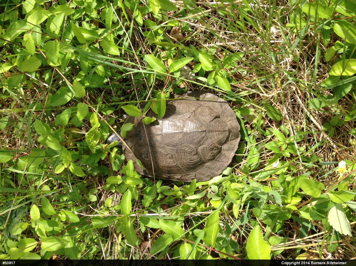 Wood Turtle