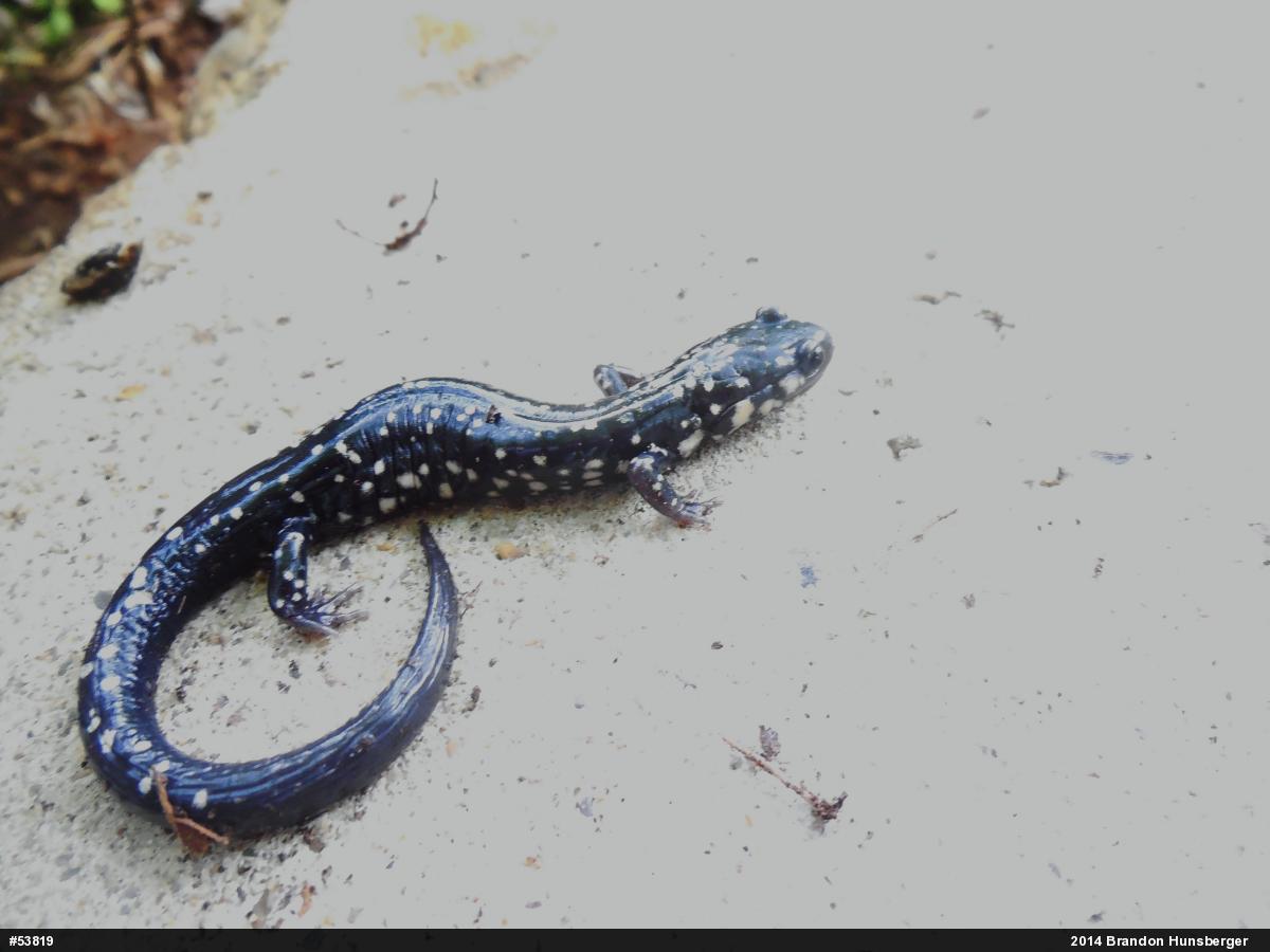 Northern Slimy Salamander