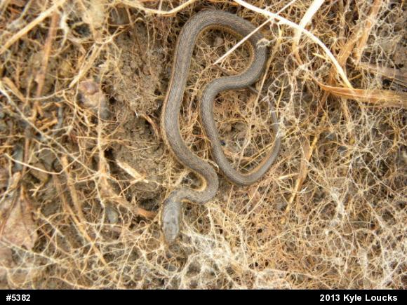 Eastern Gartersnake