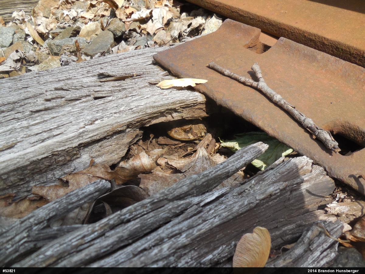 Eastern American Toad