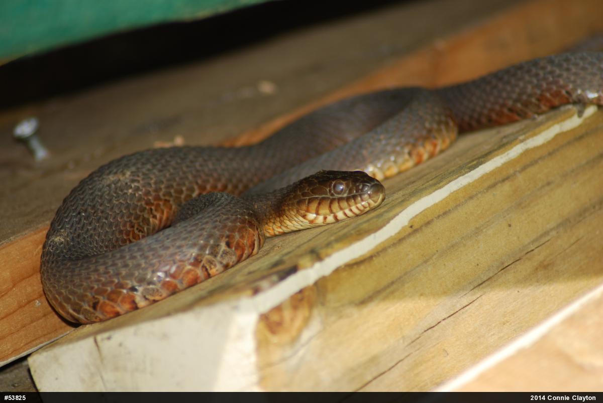 Northern Watersnake