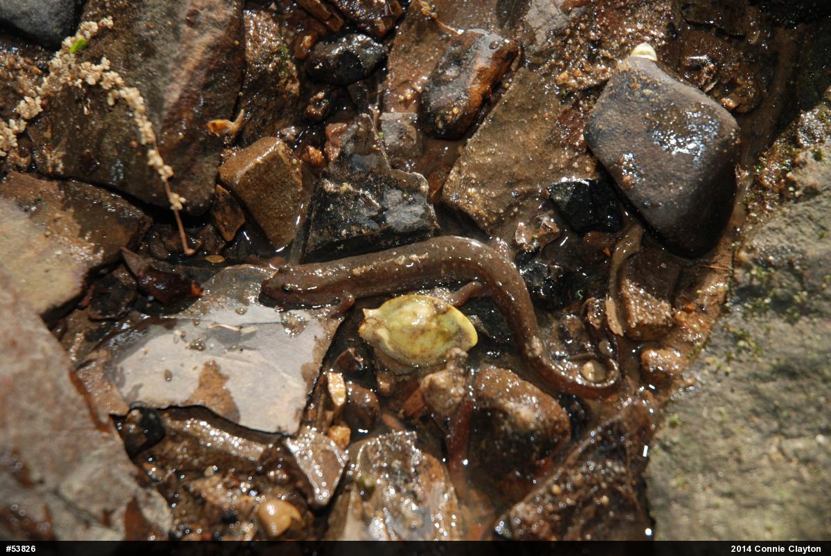 Northern Dusky Salamander
