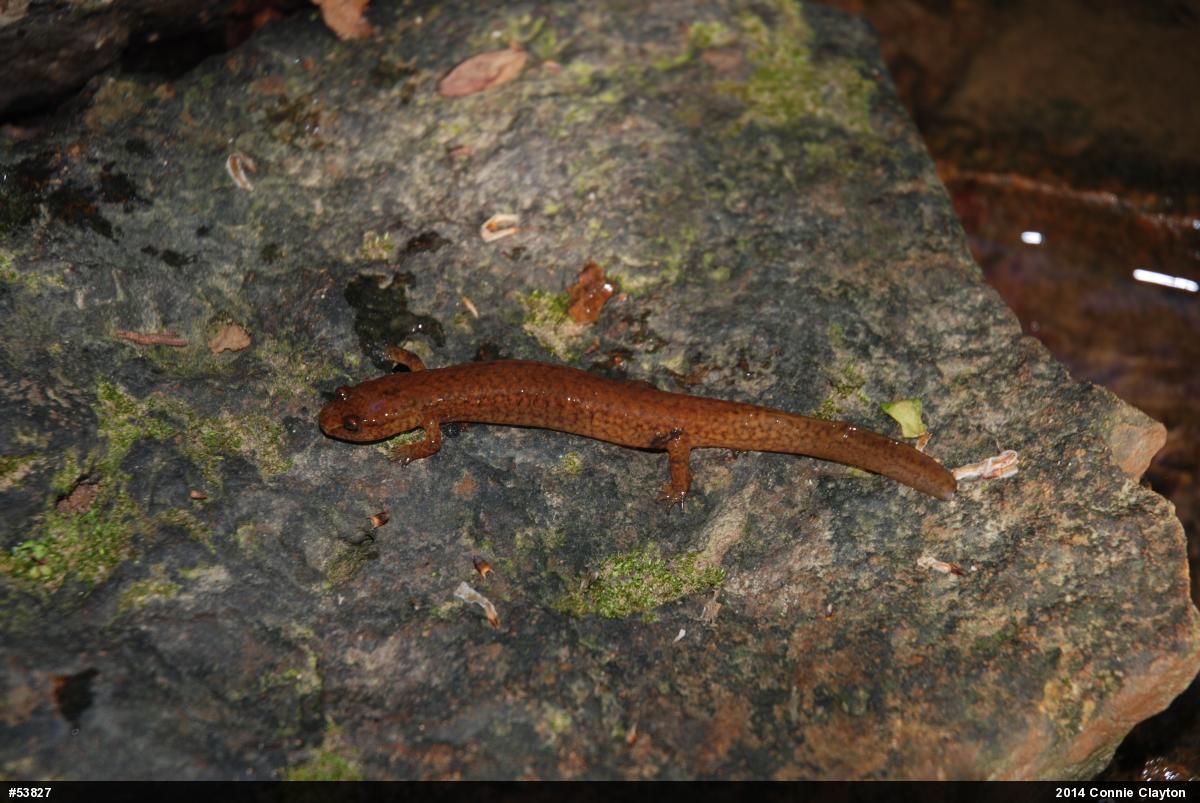 Northern Spring Salamander