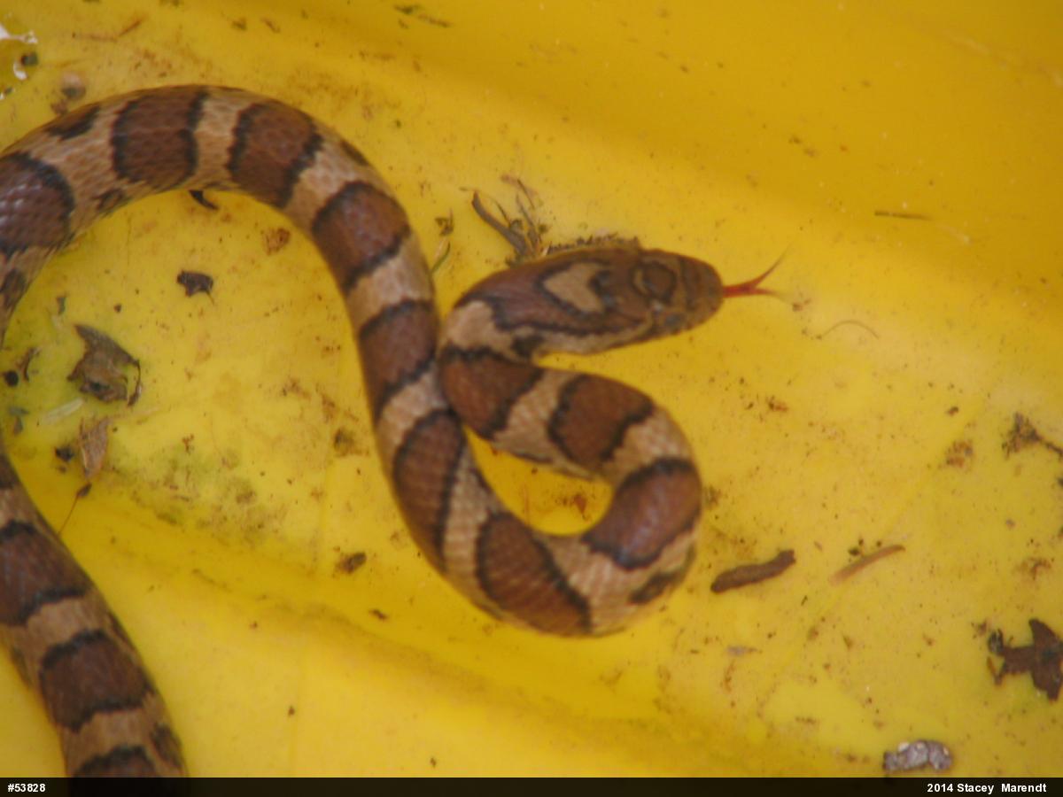 Eastern Milksnake