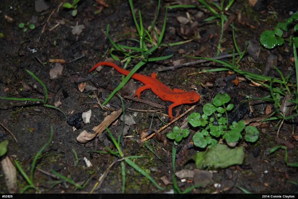 Red-spotted Newt