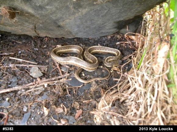 Eastern Gartersnake