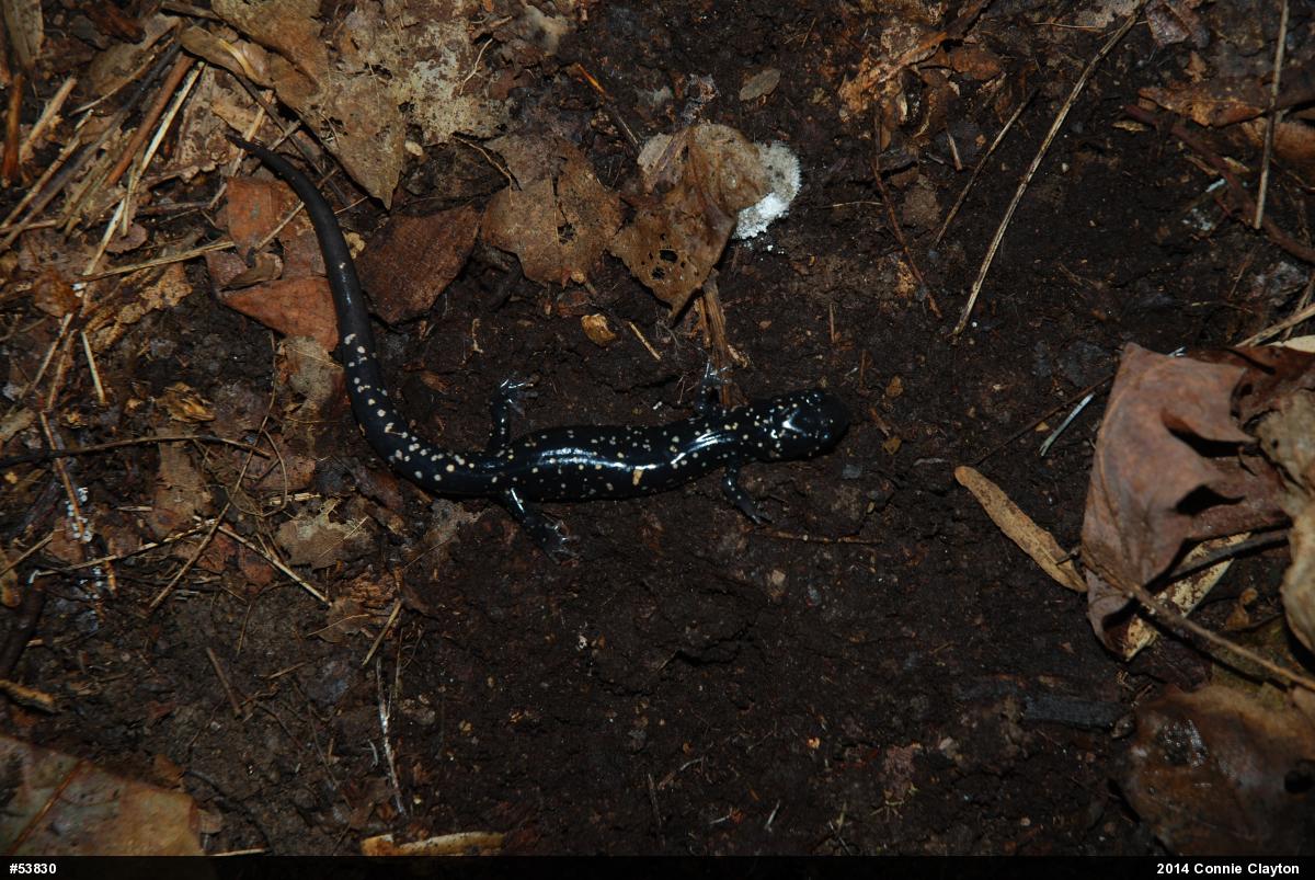 Northern Slimy Salamander