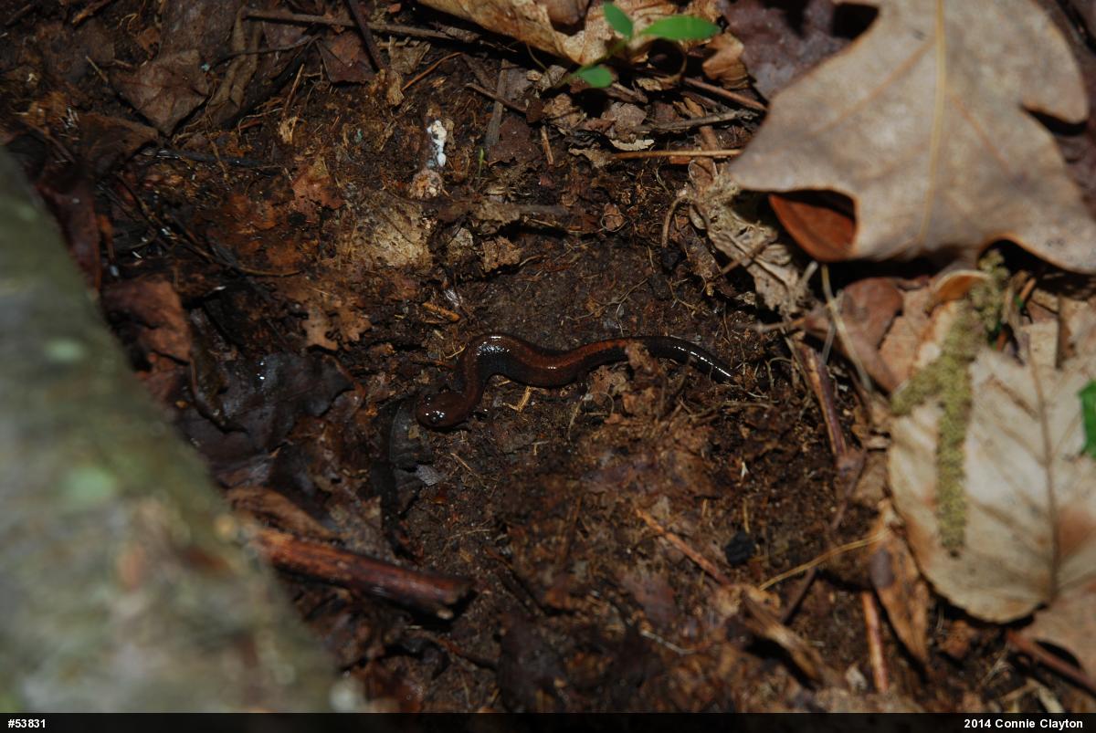 Eastern Red-backed  Salamander