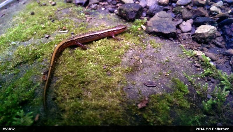 Northern Two-lined Salamander