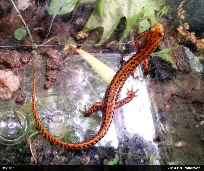 Eastern Long-tailed Salamander