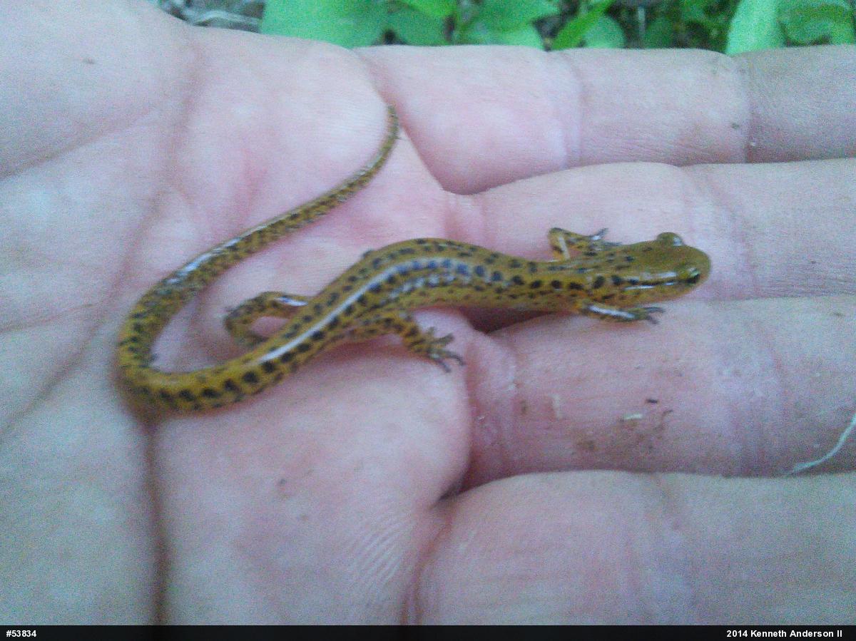 Eastern Long-tailed Salamander