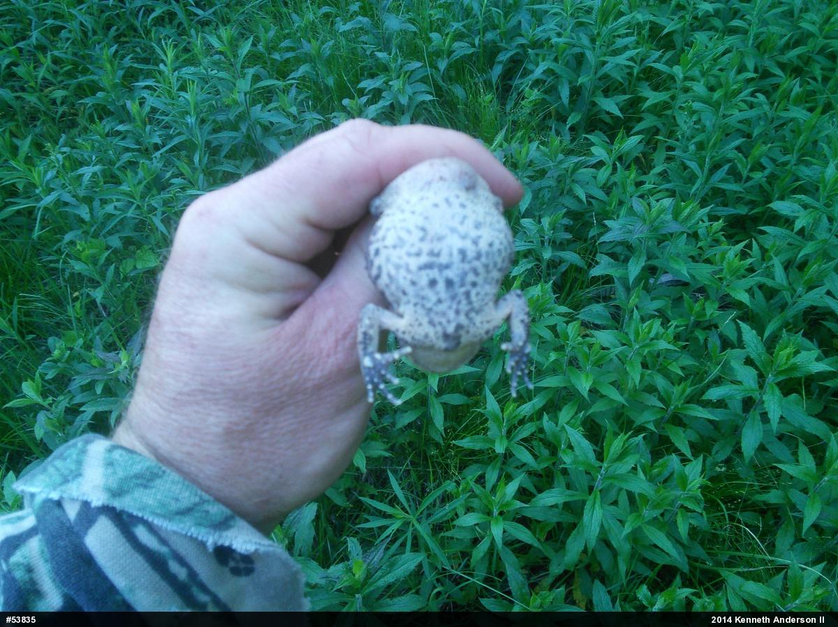 Eastern American Toad