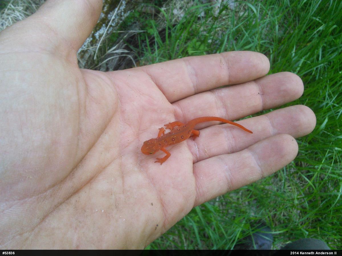 Red-spotted Newt