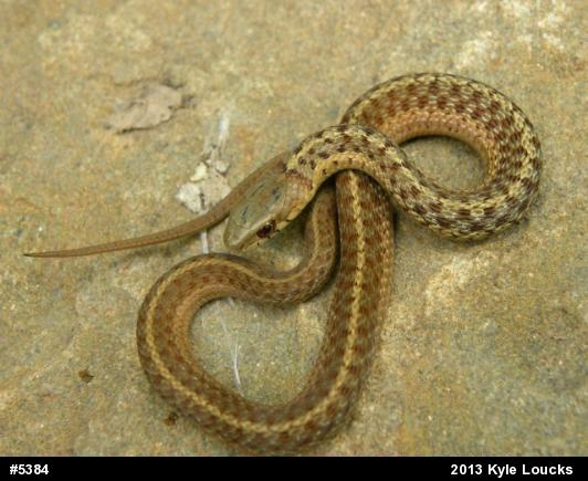 Eastern Gartersnake
