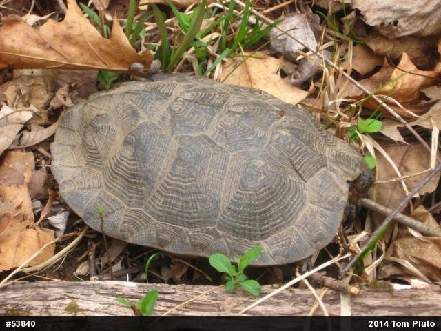 Wood Turtle
