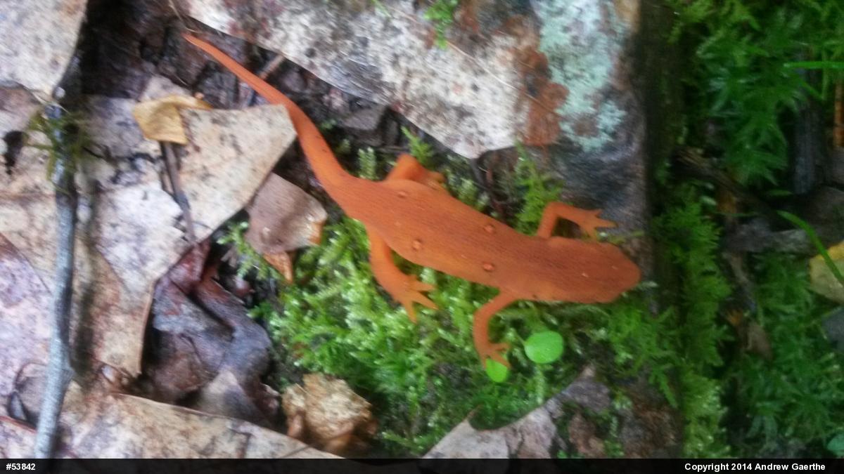 Red-spotted Newt