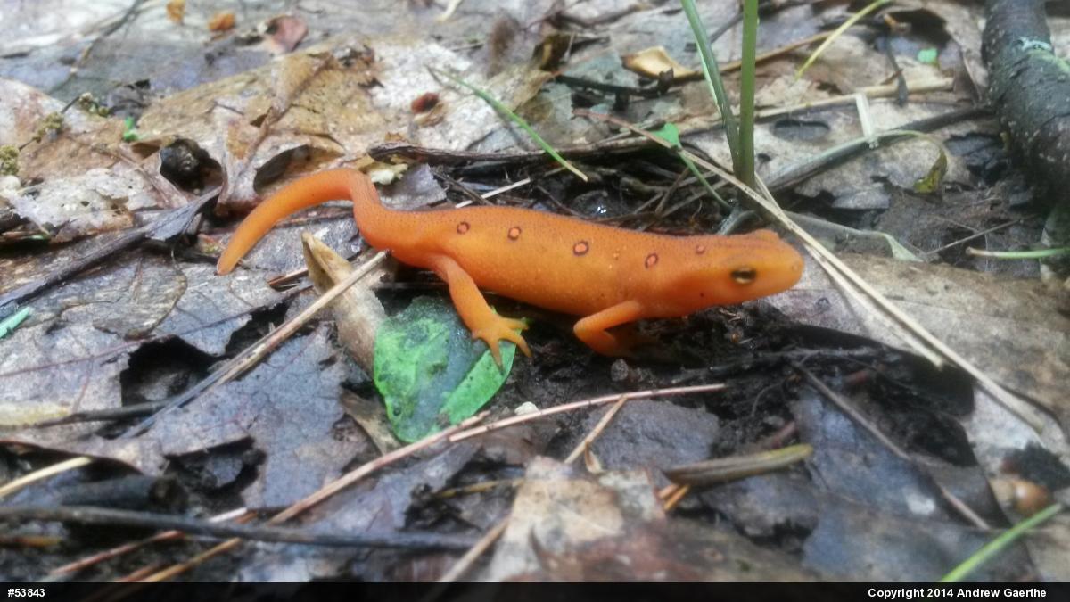 Red-spotted Newt