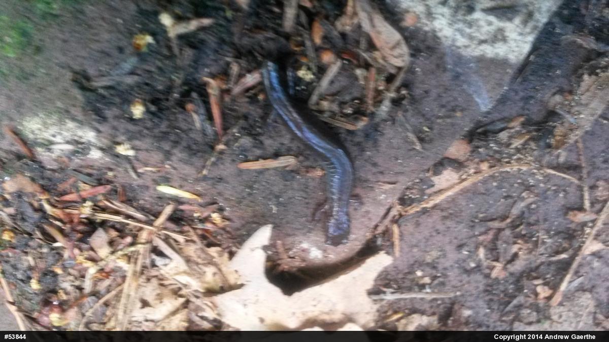 Eastern Red-backed  Salamander