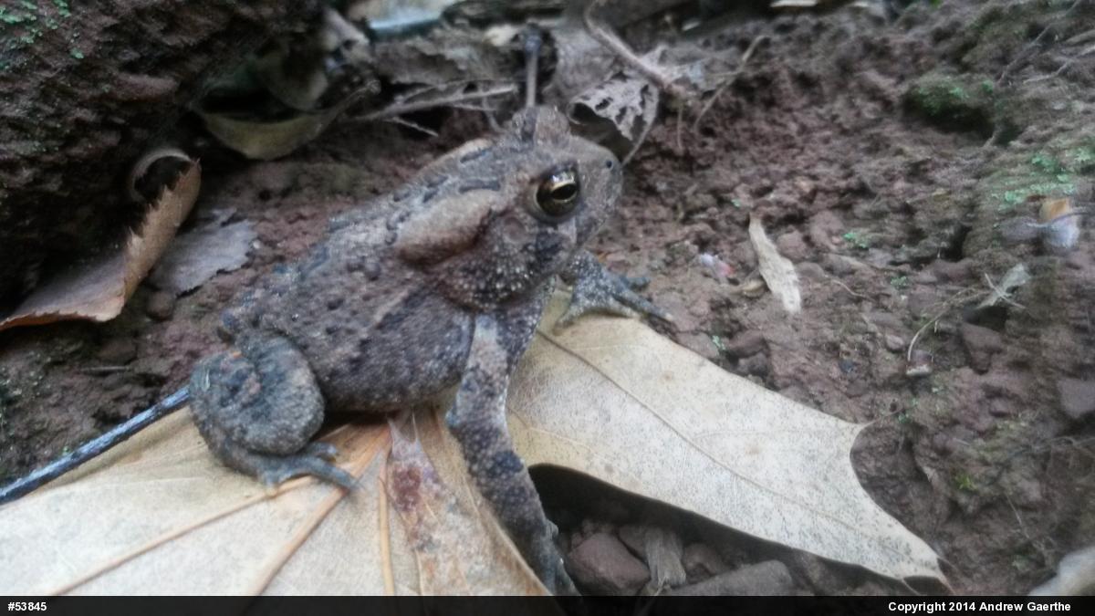 Eastern American Toad