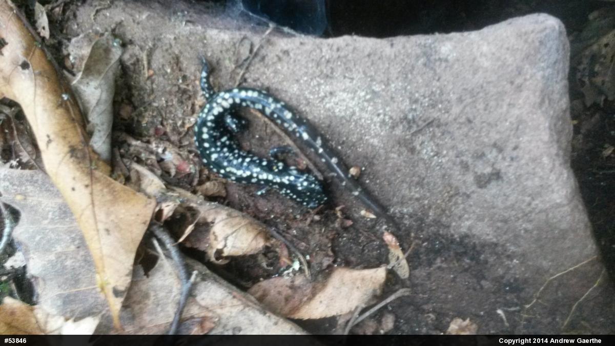 Northern Slimy Salamander