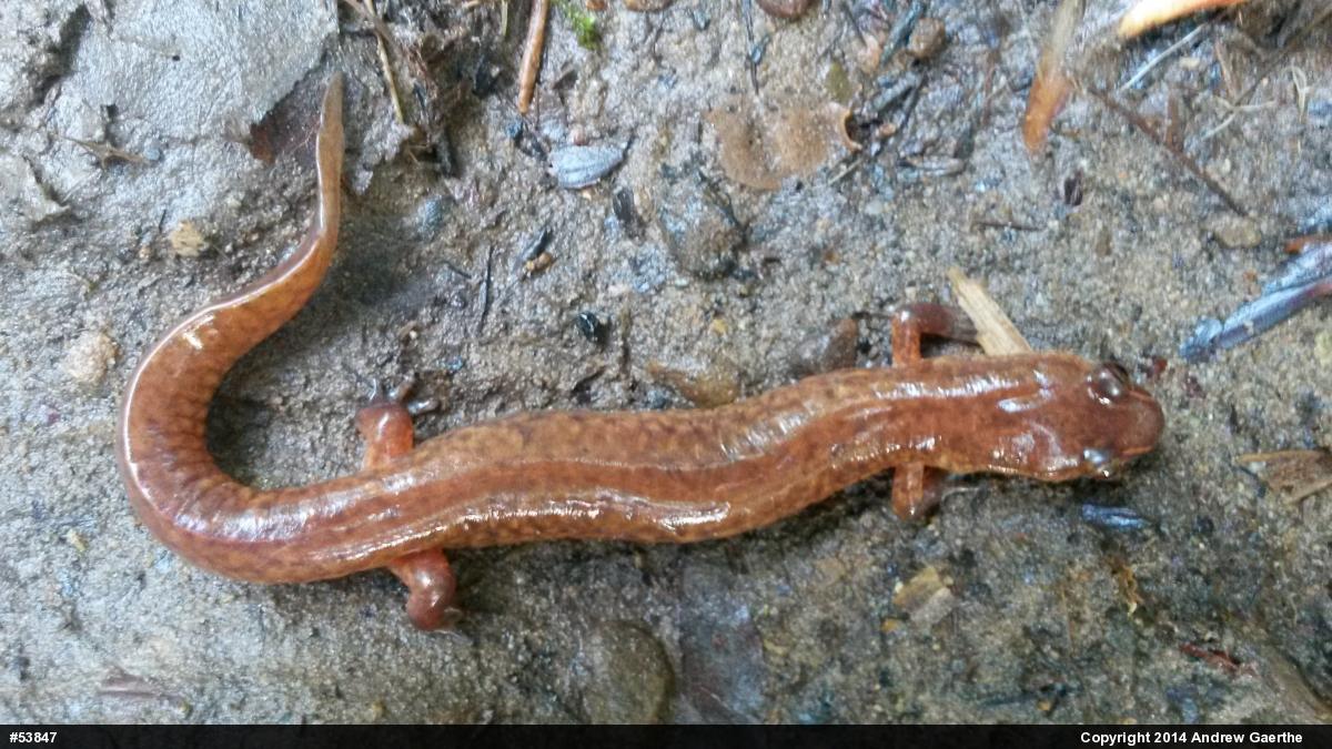 Northern Spring Salamander