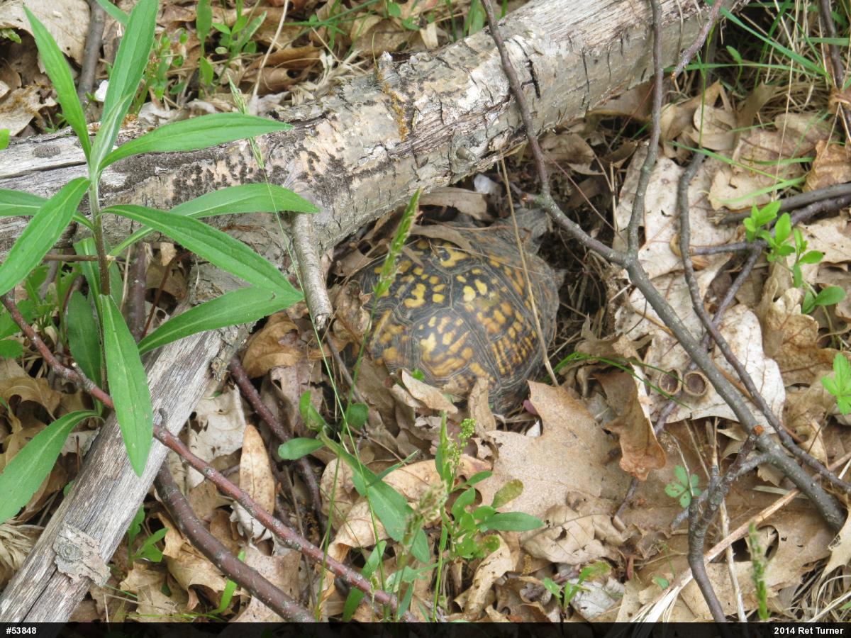Eastern Box Turtle