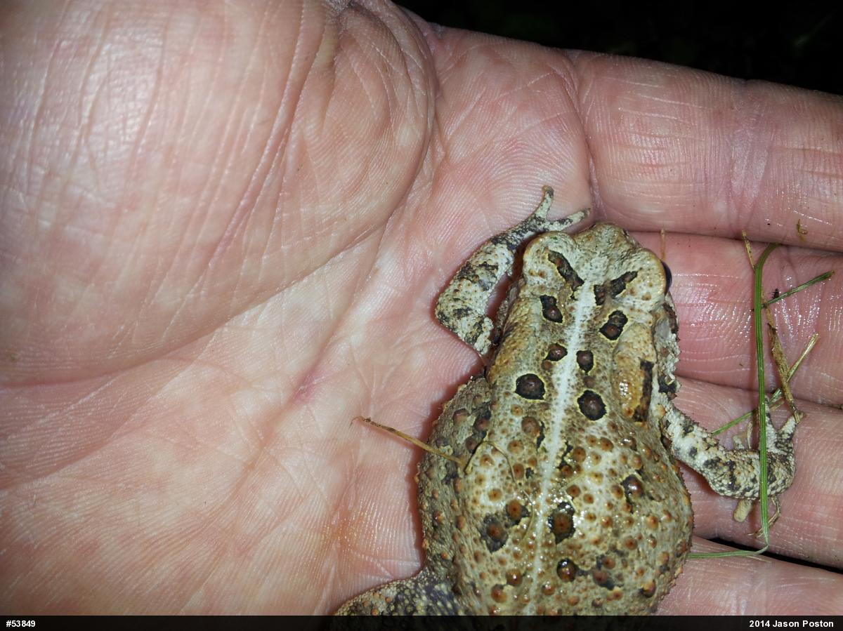 Eastern American Toad