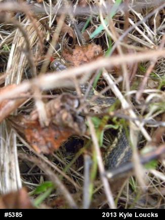 Eastern Gartersnake