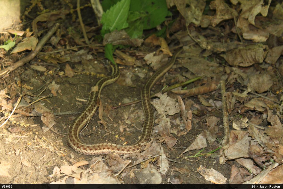 Eastern Gartersnake
