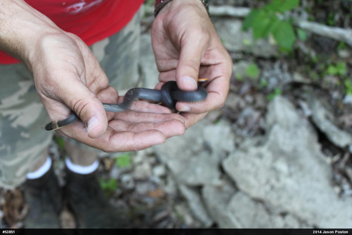 Northern Ring-necked Snake