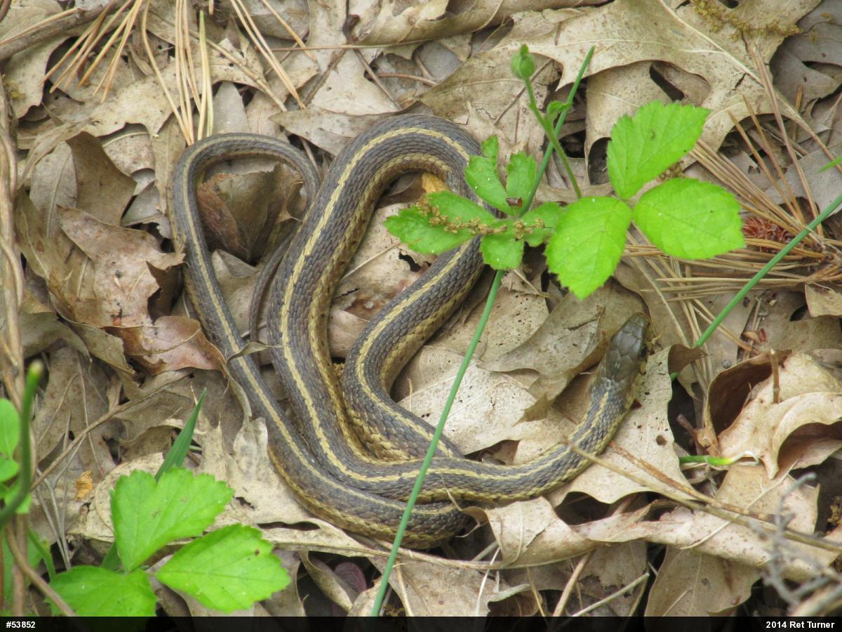 Eastern Gartersnake