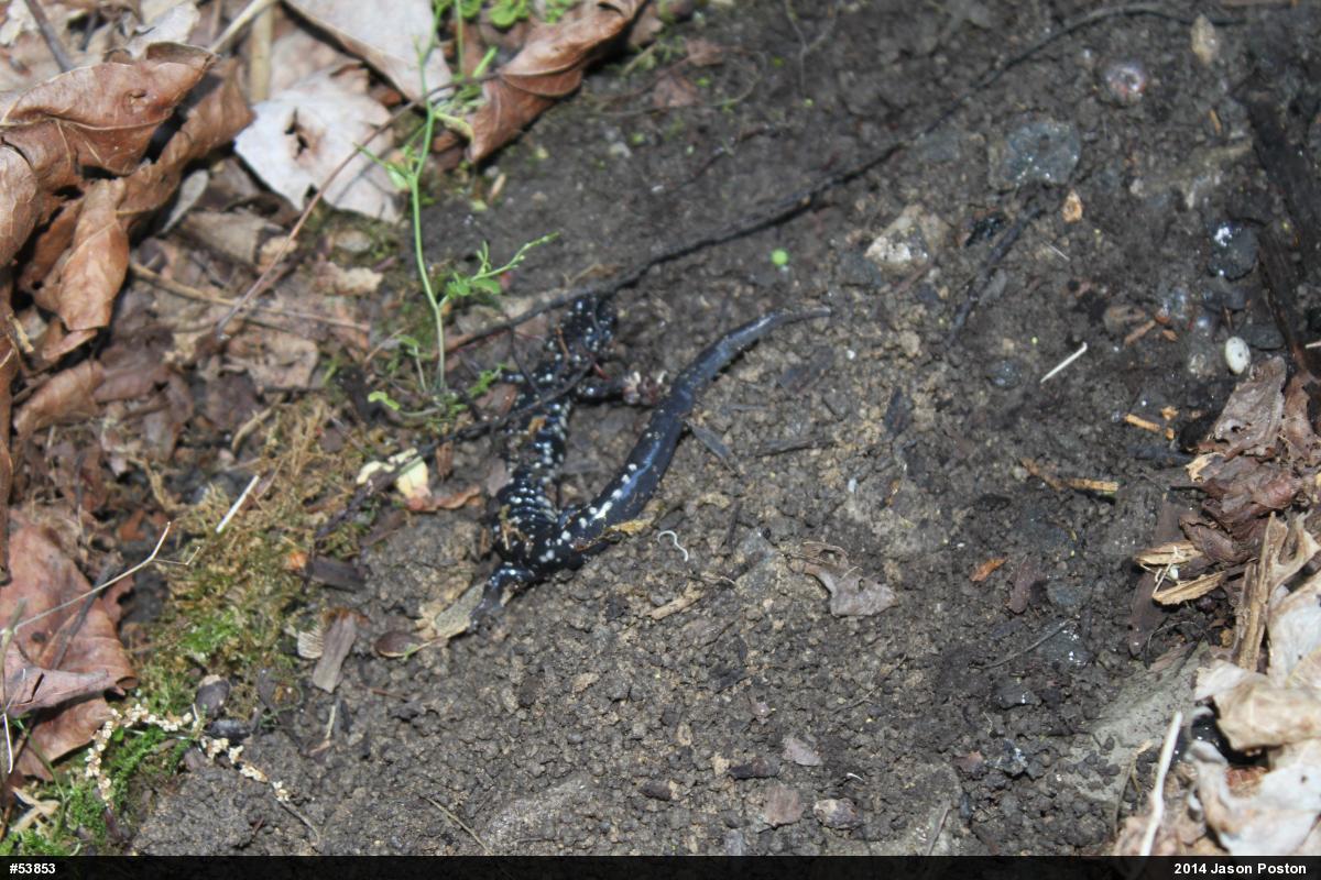 Northern Slimy Salamander