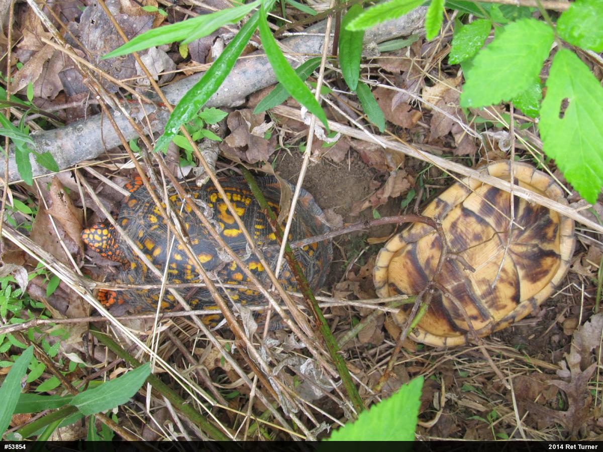 Eastern Box Turtle