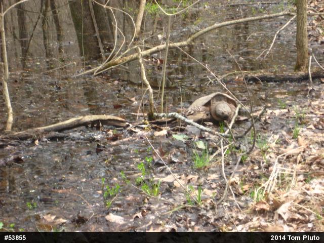 Snapping Turtle
