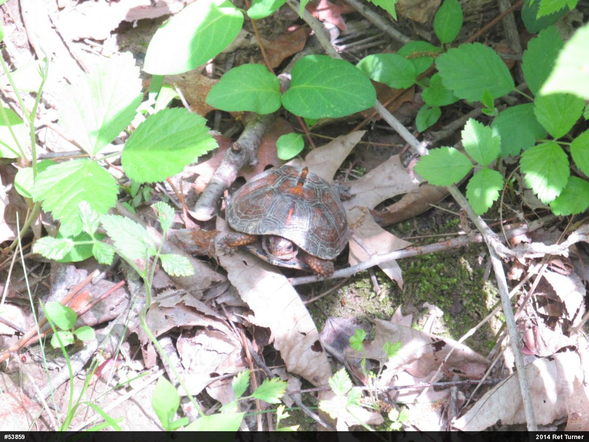 Eastern Box Turtle